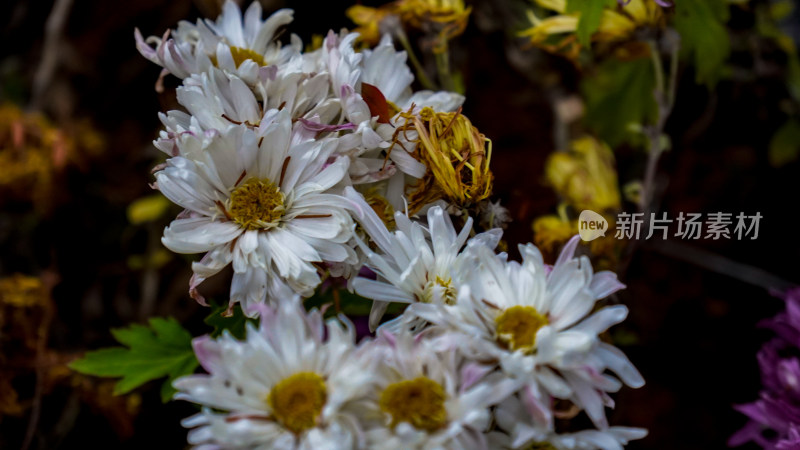 鲜花花朵菊花摄影图