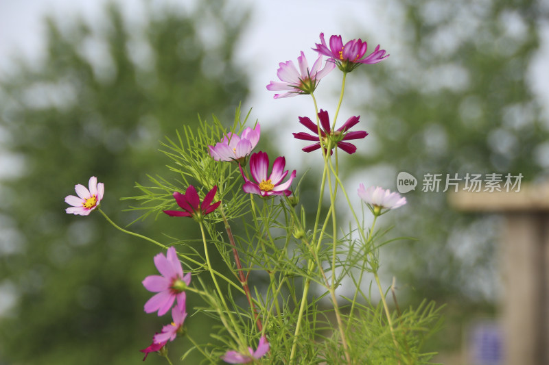 波斯菊格桑花