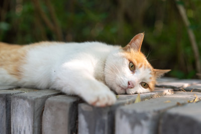 躺在墙上休息小猫