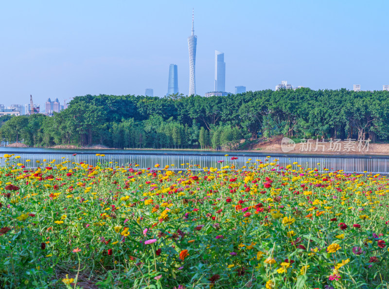 广州海珠湖公园鲜花花园与城市摩天大楼建筑