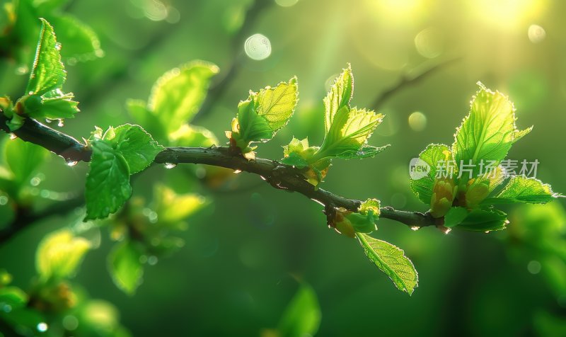 阳光植物发芽逆光树叶嫩芽自然背景