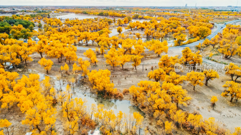 大美中国额济纳胡杨林航拍