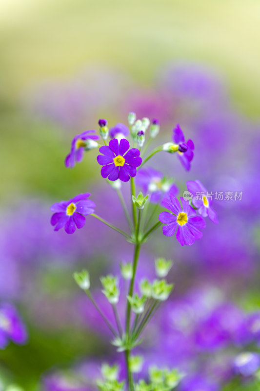 春天盛开的花朵