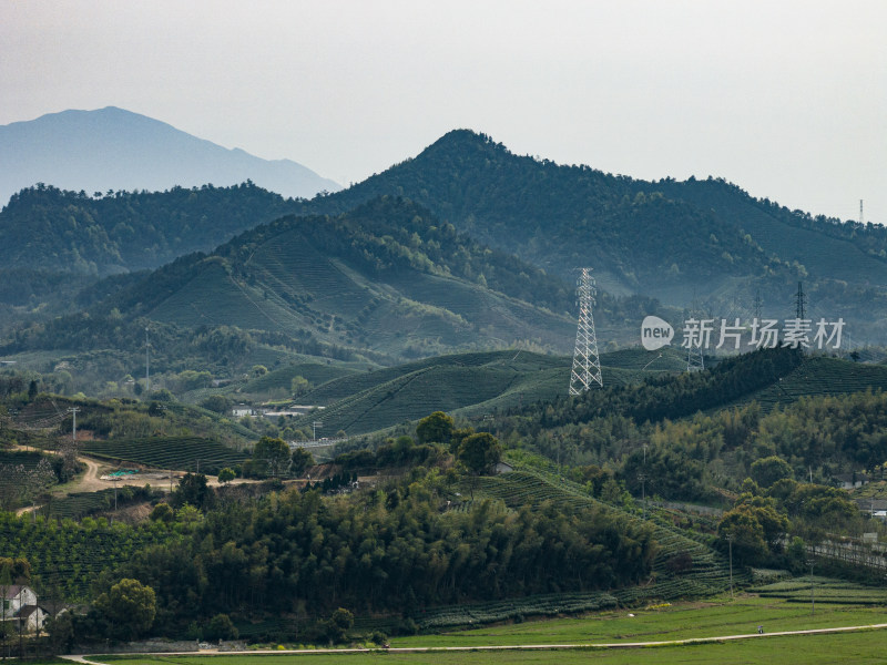 长焦青山绿水茶园