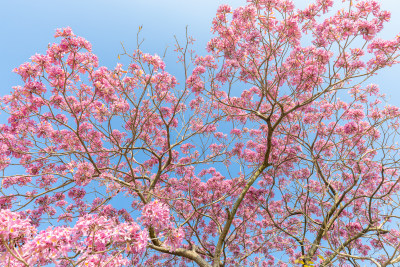 紫花风铃木