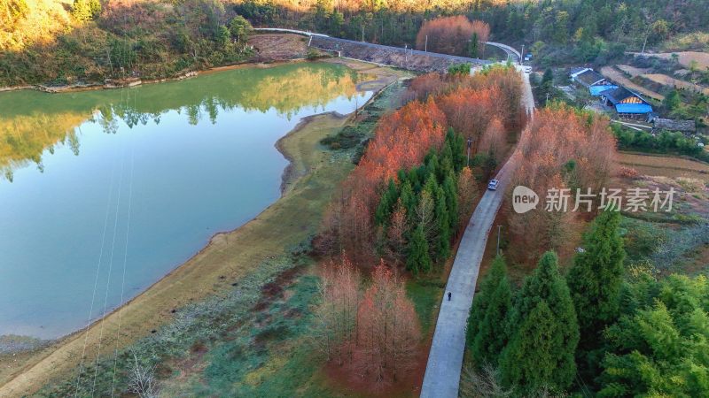 重庆酉阳：天山堡水杉红似火