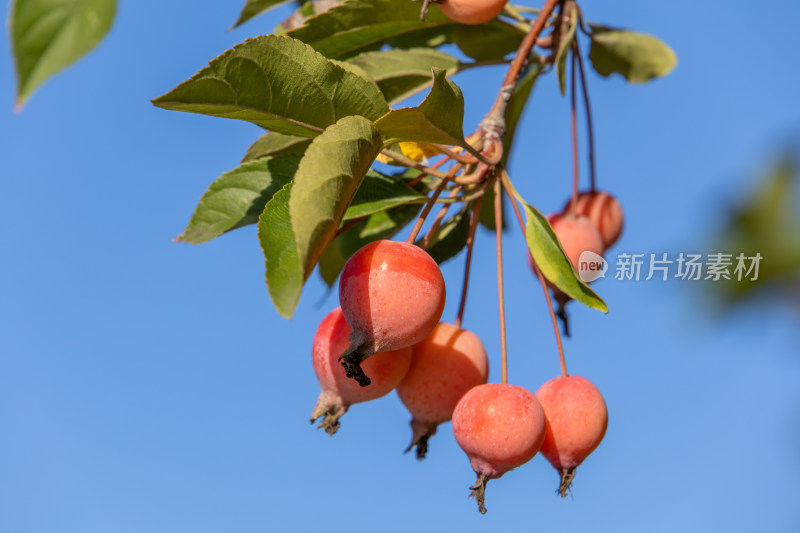 秋日蓝天下成熟海棠果挂满枝头