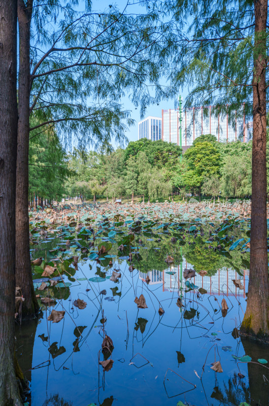 佛山千灯湖南海活水公园落羽杉与湖泊荷叶