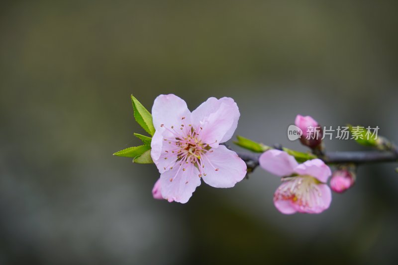 桃花樱花油菜花