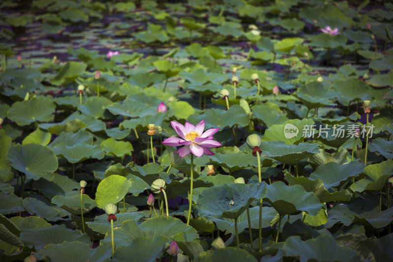 夏季公园荷塘荷叶丛中荷花特写