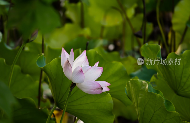 紫色荷花侧面特写