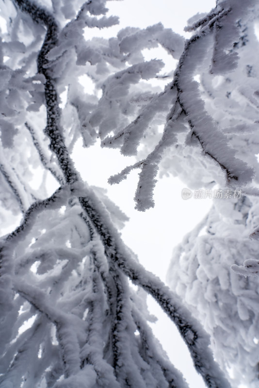 冬季大雪树木雾凇雪挂