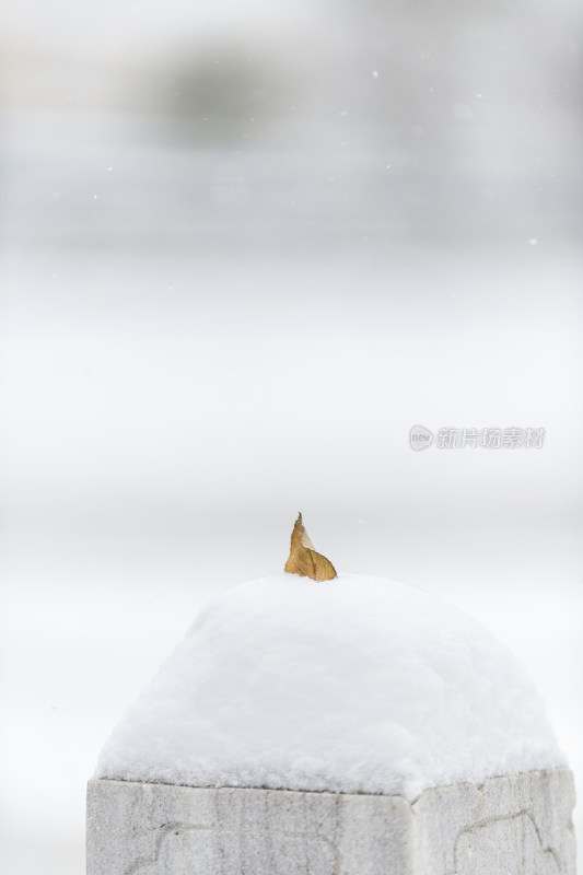 冬季白雪中掉落的树叶