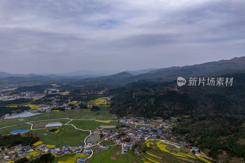 农业种植农田油菜花航拍图