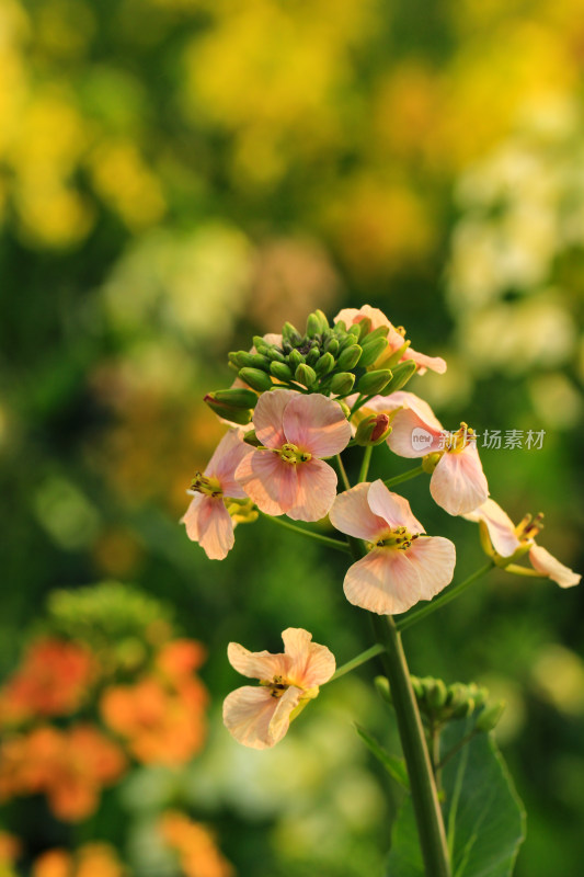 春天多彩的油菜花盛开