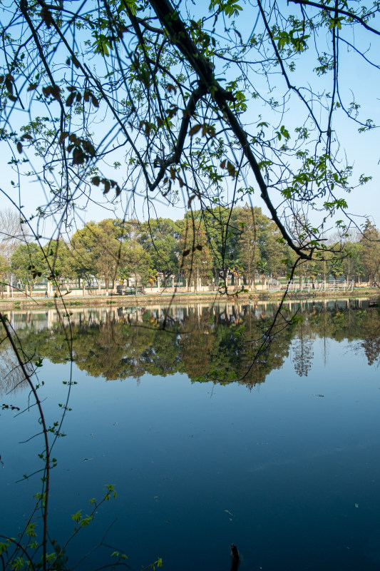 透过树枝拍摄平静湖面与岸边绿树