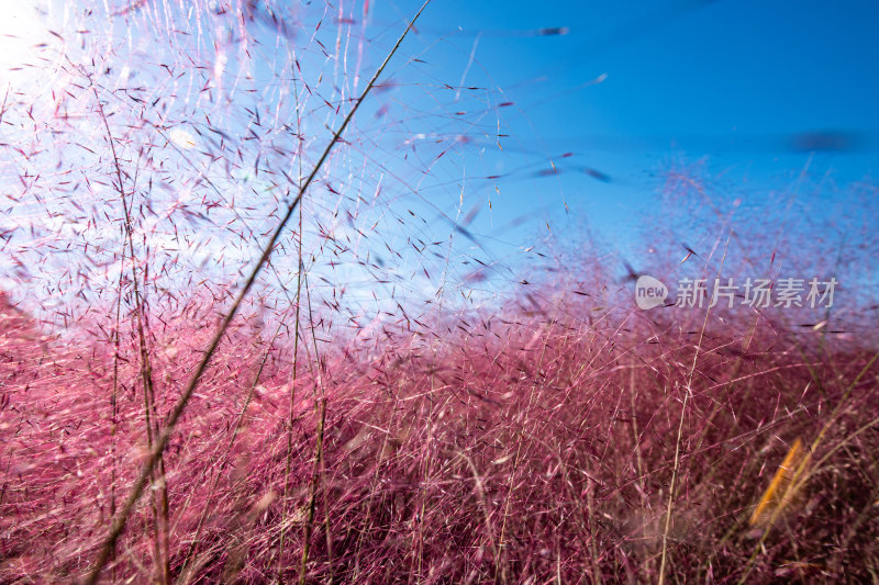 上海嘉北郊野公园粉黛乱子草自然景观