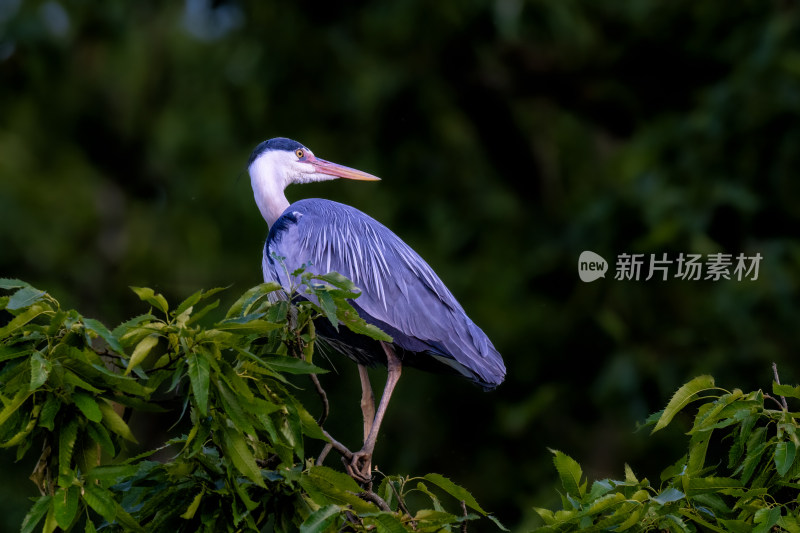 美丽的苍鹭