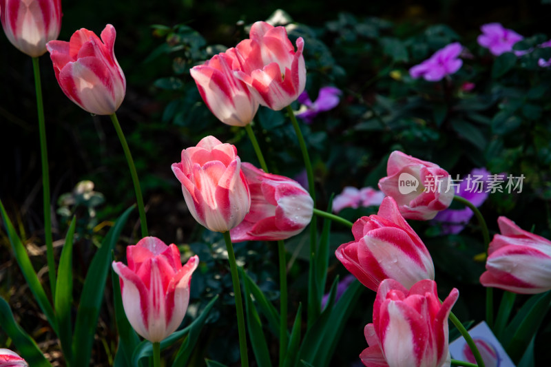 粉色条纹郁金香花卉