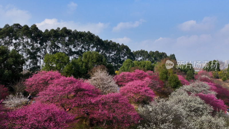 春天梅花盛开