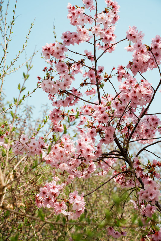 北京玉渊潭公园樱花节樱花