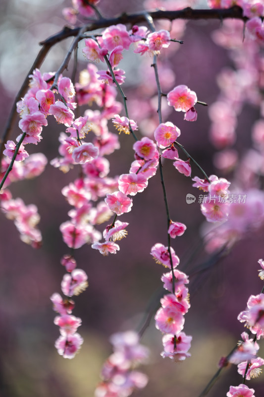 春天梅花龙梅树开花了