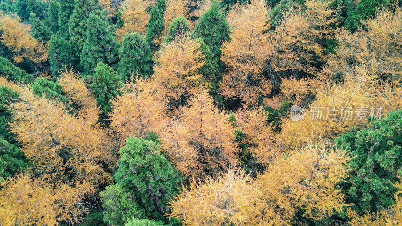 秋天枯黄树枝树叶南岳衡山