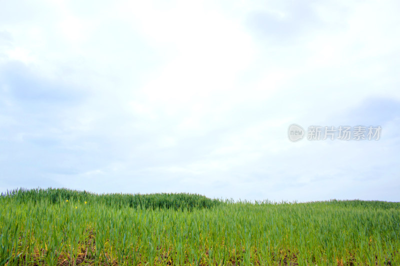 风景背景自然户外农业植物麦田