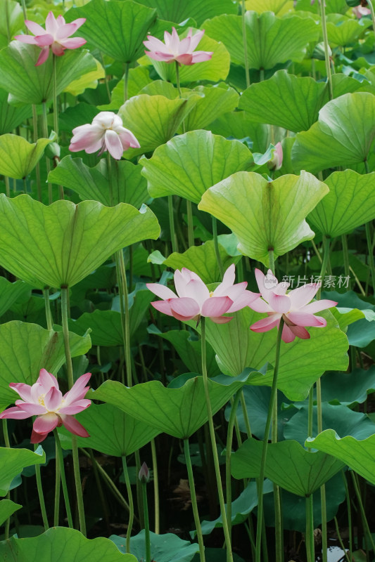 北京圆明园荷花