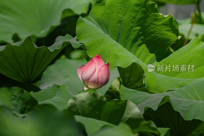 阳光下盛开的荷花特写