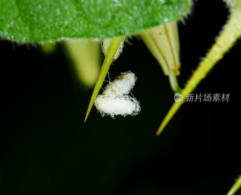 植物上带有白色丝状物的特写