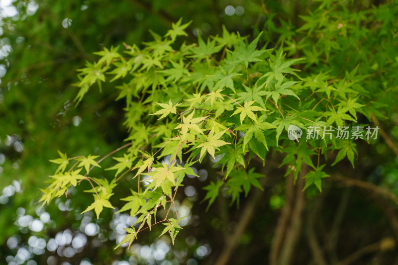 秋天绿色红色枫叶特写