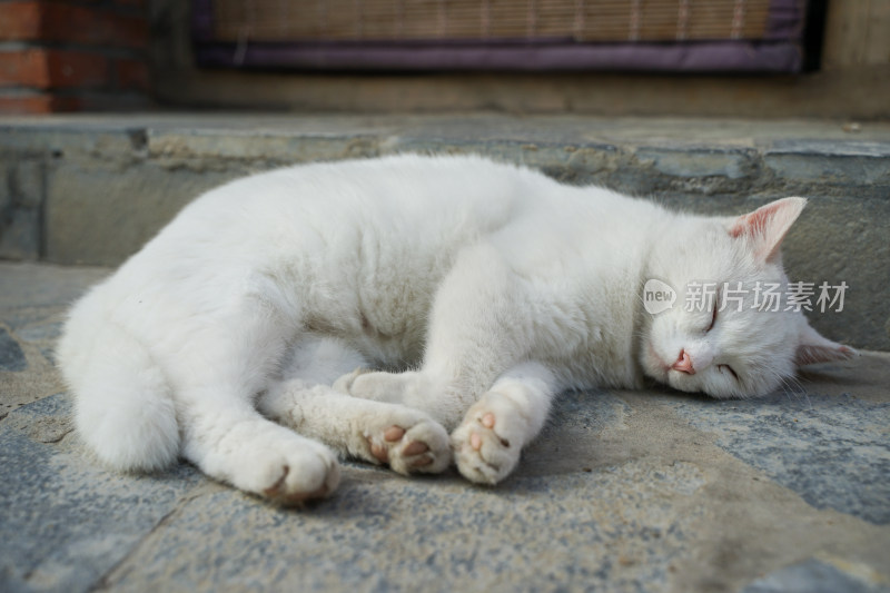 白猫躺在地上睡觉