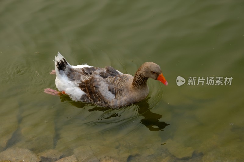 大鹅鸭子家禽