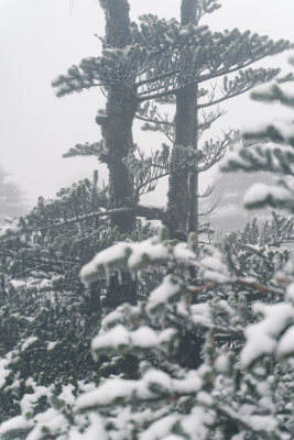 覆雪松树雾中景致