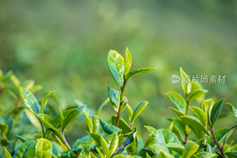 惠州柏塘绿茶茶园清晨时分茶树上的新鲜嫩芽