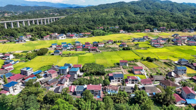 美丽乡村田园秋收金黄稻田航拍图