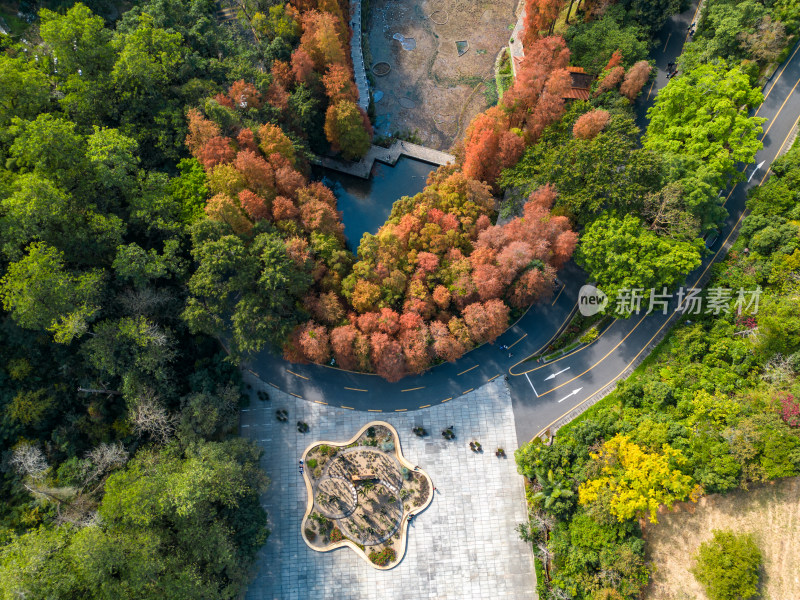 深圳仙湖植物园落羽杉