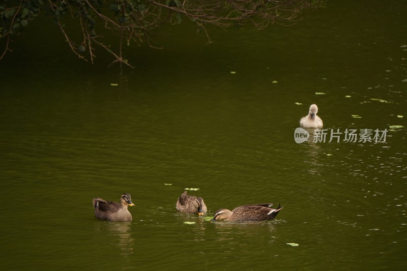 三只鸭子在水中嬉戏觅食的场景