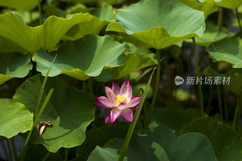 夏季公园荷塘荷叶丛中荷花特写