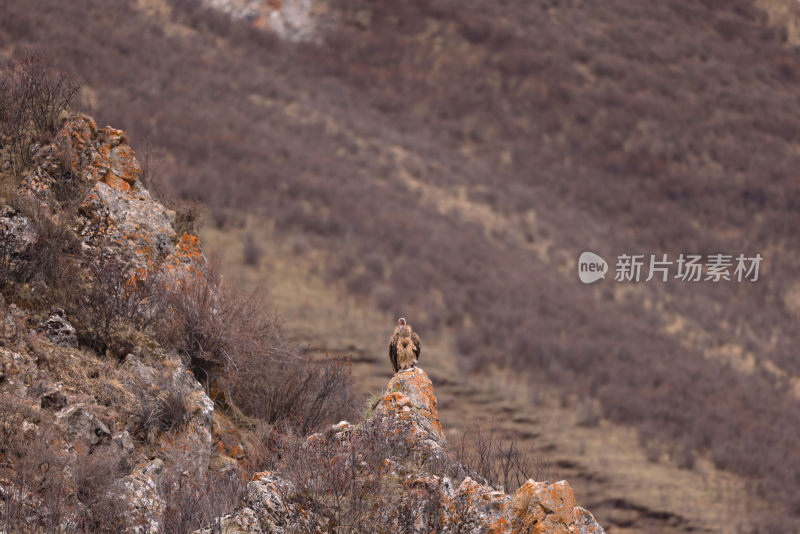 可可西里野生动物高原鸟秃鹫