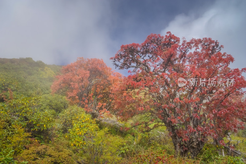 秋天枫叶红了自然风景