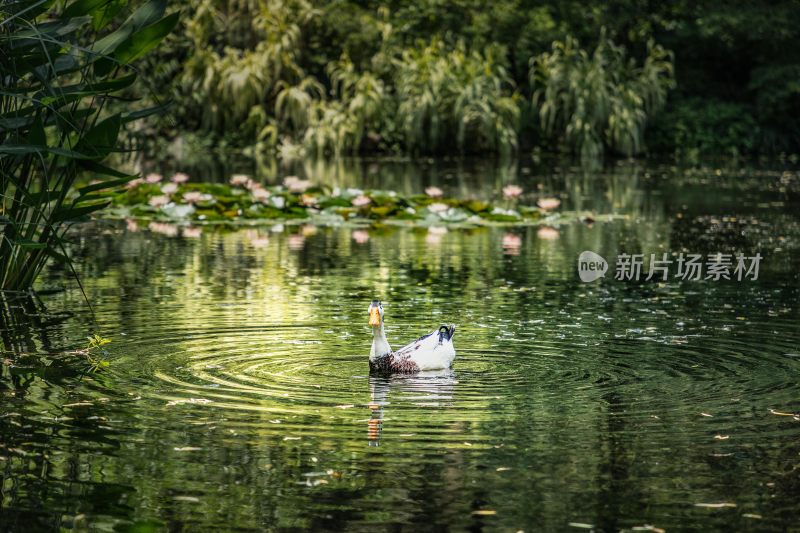 密林湖泊中的野鸭子正面