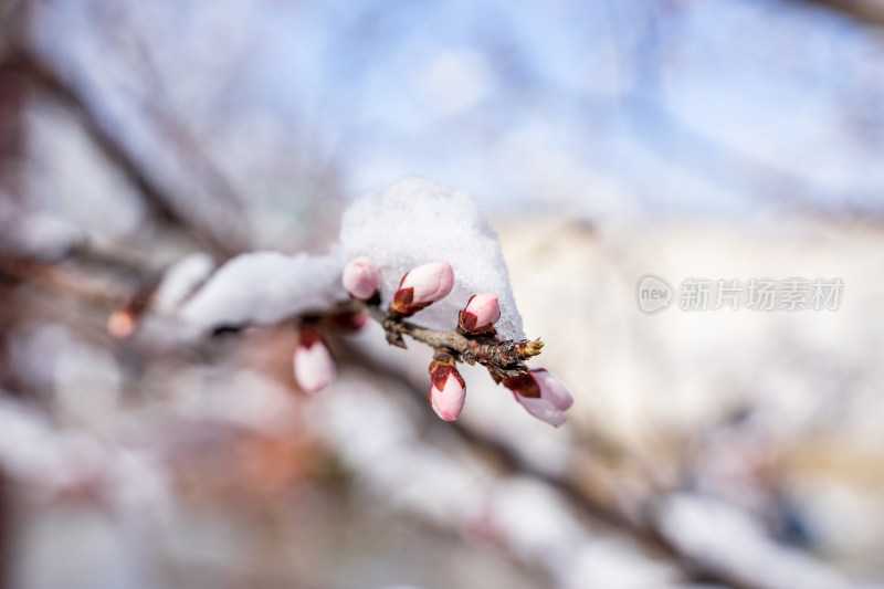 被积雪包裹的桃花