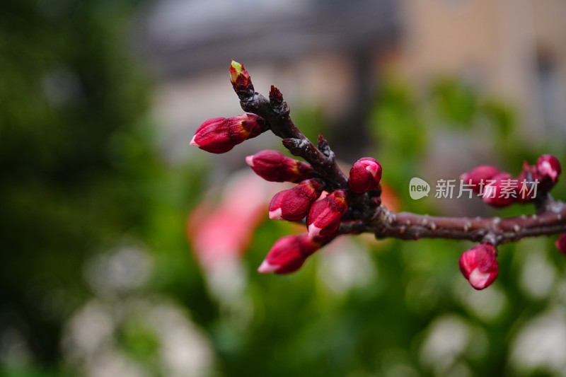 梅花花苞未盛开的梅花特写背景