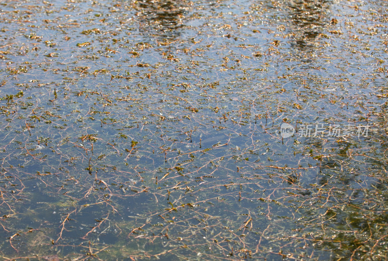 水里疯长的水草水体污染