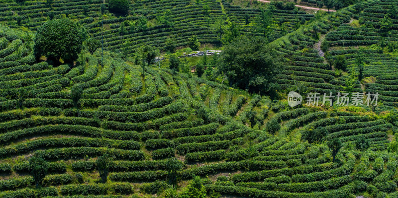 茶叶茶山茶艺茶园采茶茶红茶绿茶春茶茶叶茶