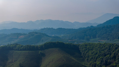 航拍杭州龙坞茶园 茶山 茶田