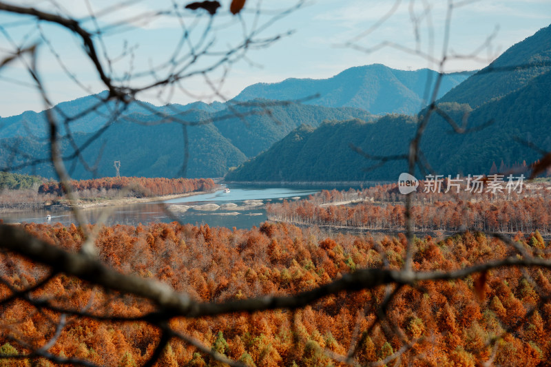 山林间色彩斑斓的红杉林秋景