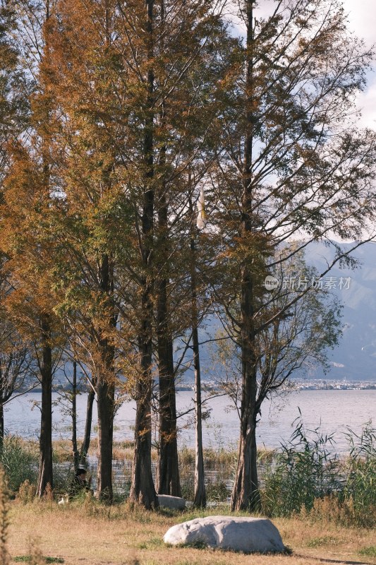 湖边秋日树林风景